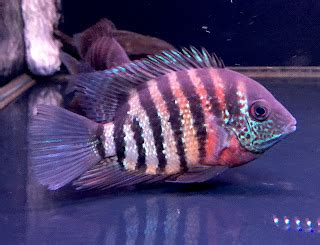 波羅魚種類|市售菠蘿魚系列圖鑑(Heros Severus/Severum Cichlid series。